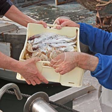 Strong sales of lionfish are phenomenal
